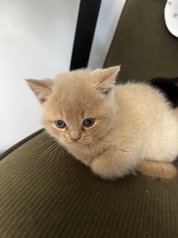 British Shorthair kittens for sale in Romford, Greater London – 8 weeks old - Image 6 of 6