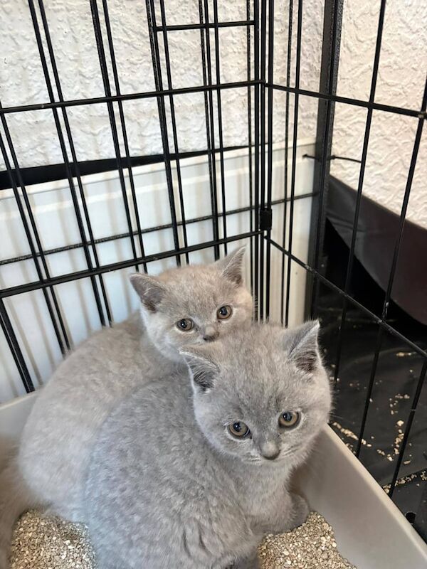 British Shorthair kittens for sale in Bere Alston, Devon – 9 weeks old