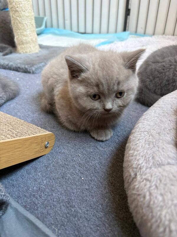 British Shorthair kittens for sale in Bere Alston, Devon – 9 weeks old - Image 2 of 3