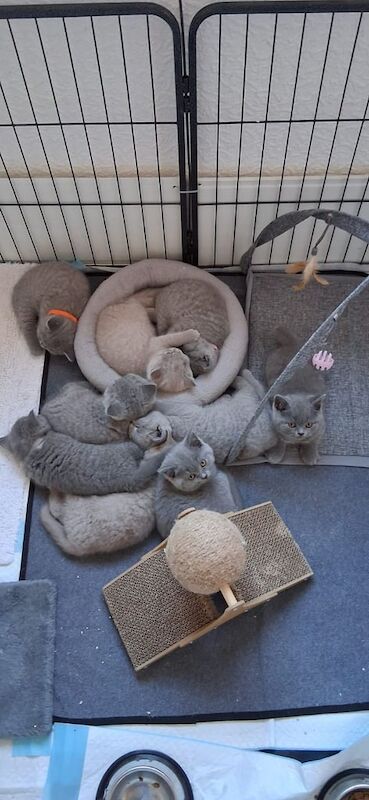 British Shorthair kittens for sale in Bere Alston, Devon – 9 weeks old - Image 3 of 3