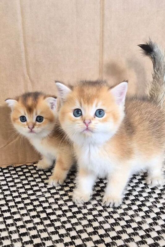 Pedigree kittens