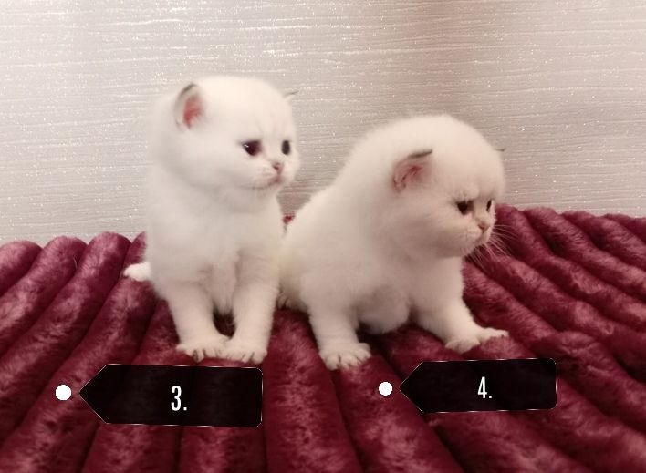 British Shorthair kittens for sale in Hillsborough, County Down β 6 weeks old