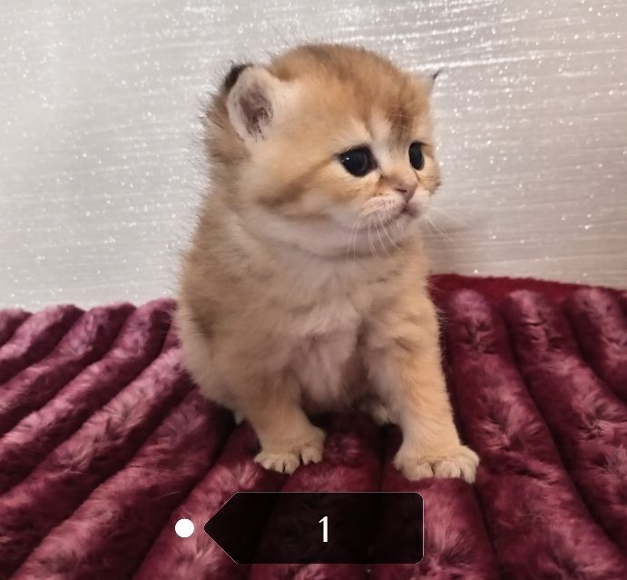 British Shorthair kittens for sale in Hillsborough, County Down – 6 weeks old - Image 2 of 6