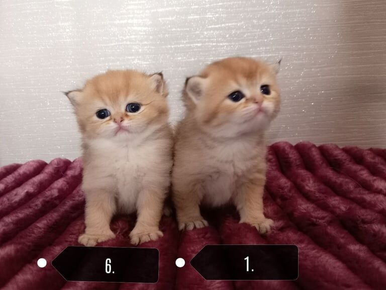 British Shorthair kittens for sale in Hillsborough, County Down – 6 weeks old - Image 3 of 6