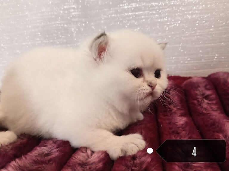 British Shorthair kittens for sale in Hillsborough, County Down – 6 weeks old - Image 4 of 6