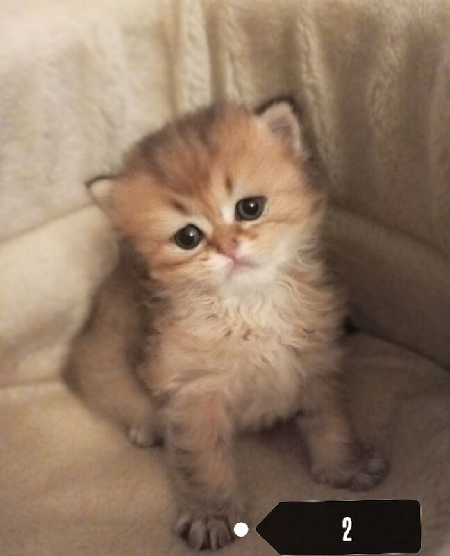 British Shorthair kittens for sale in Hillsborough, County Down – 6 weeks old - Image 5 of 6