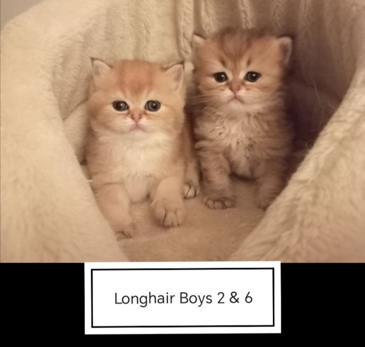 British Shorthair kittens for sale in Hillsborough, County Down – 6 weeks old - Image 6 of 6