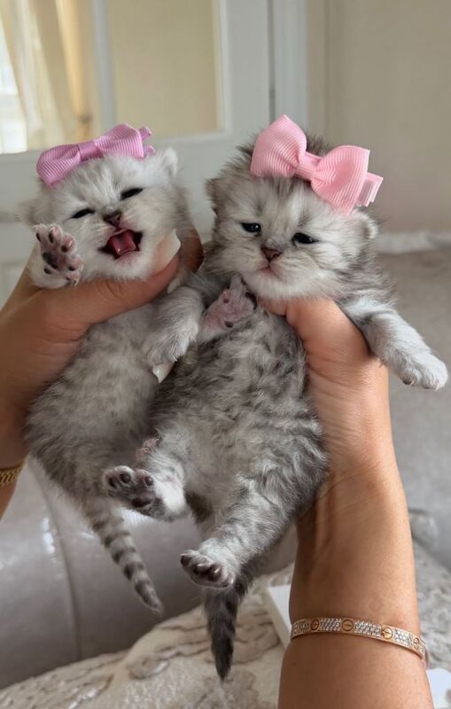 PEDIGREE Silver snow British shorthair kittens