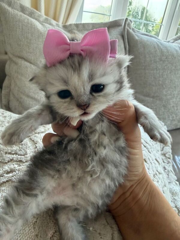 PEDIGREE Silver snow British shorthair kittens - Image 2 of 4