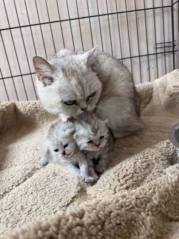 PEDIGREE Silver snow British shorthair kittens - Image 3 of 4