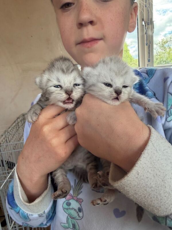 PEDIGREE Silver snow British shorthair kittens - Image 4 of 4