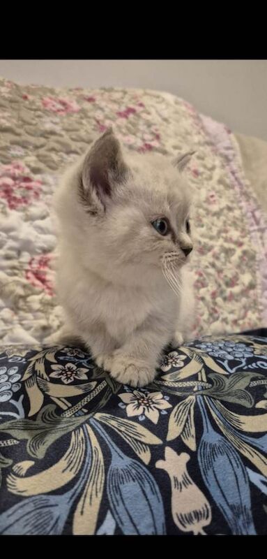 British Shorthair kittens for sale in Lisburn, County Down – 5 weeks old