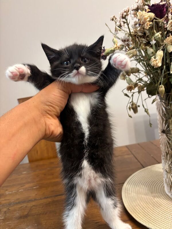 British Shorthair kittens for sale in London – 8 weeks old