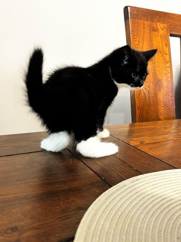 British Shorthair kittens for sale in London – 8 weeks old - Image 3 of 3