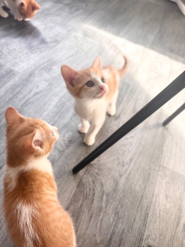 playful kittens for sale in Luddenden Foot, West Yorkshire