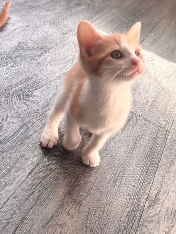 playful kittens for sale in Luddenden Foot, West Yorkshire | Image 2