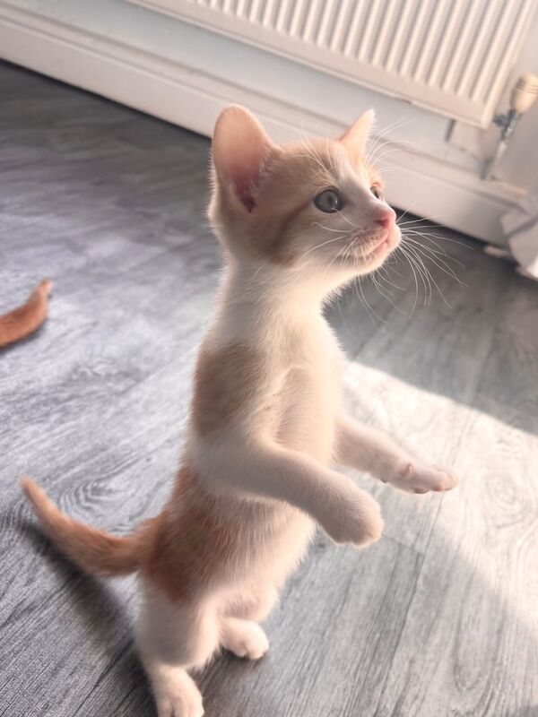 playful kittens for sale in Luddenden Foot, West Yorkshire - Image 3