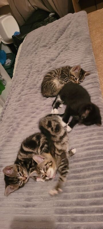 British Shorthair kittens for sale in Combe Martin, Devon – 7 weeks old