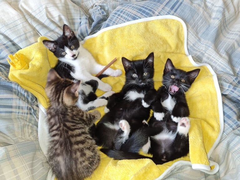 British Shorthair kittens for sale in Abingdon, Oxfordshire – 9 weeks old