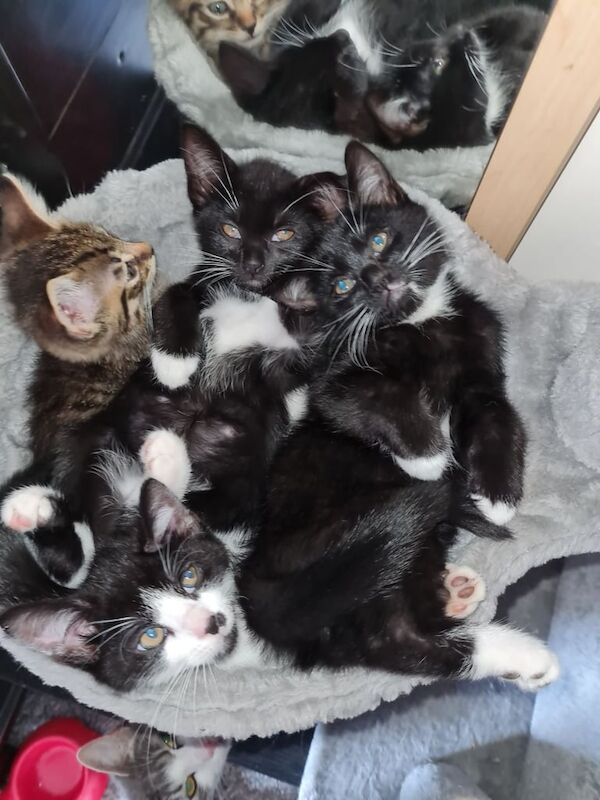 British Shorthair kittens for sale in Abingdon, Oxfordshire – 7 months old - Image 2 of 3