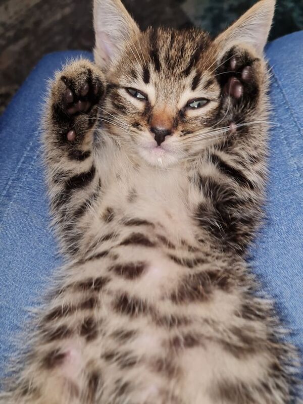 British Shorthair kittens for sale in Abingdon, Oxfordshire – 7 months old - Image 3 of 3