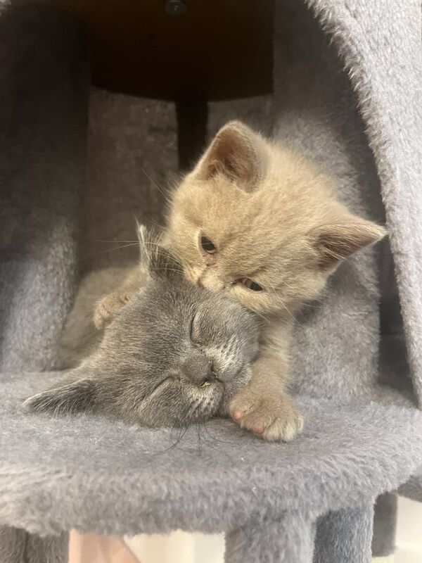 British Shorthair kittens for sale in Romford, Greater London – 10 months old - Image 2 of 3