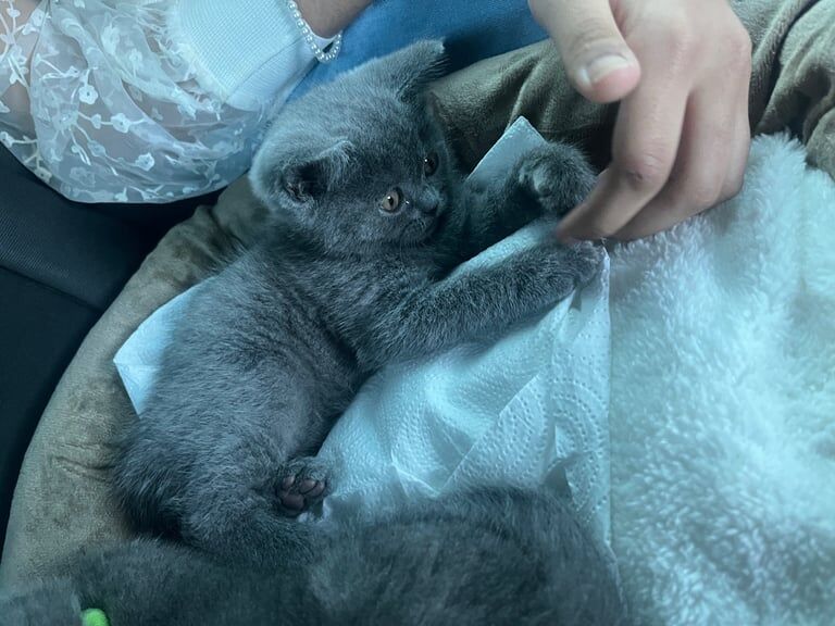 British Shorthair kittens for sale in Romford, Greater London – 10 months old - Image 3 of 3