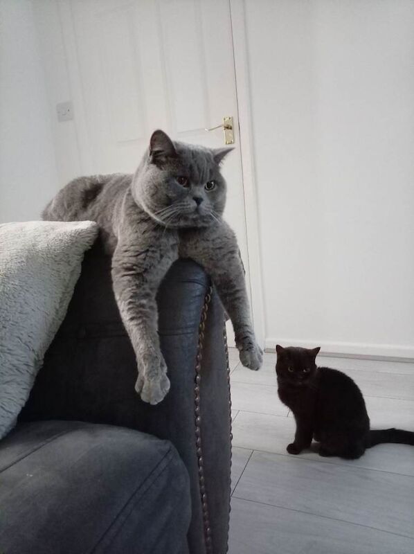 British Shorthair kittens for sale in Northwich, Cheshire – 1 year old