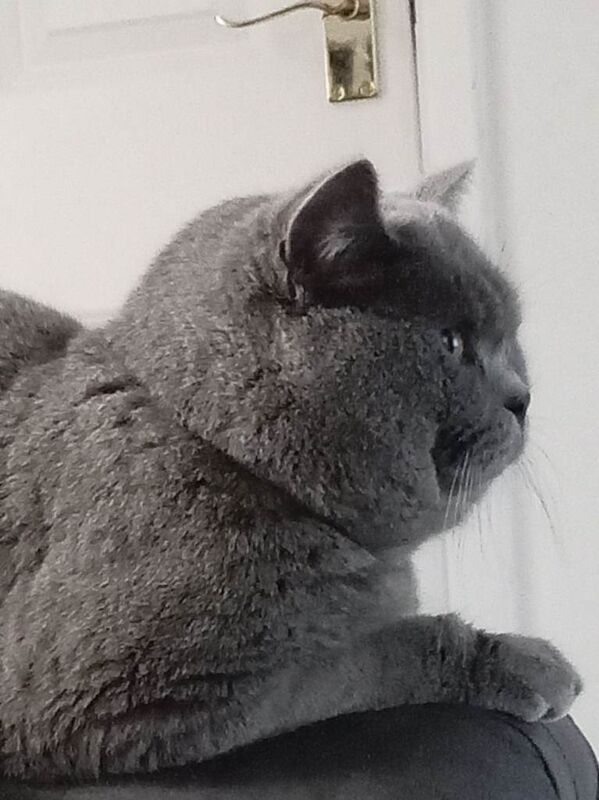 British Shorthair kittens for sale in Northwich, Cheshire – 1 year old - Image 2 of 5