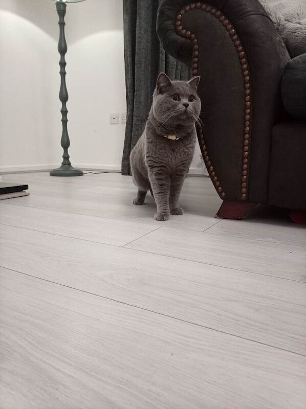 British Shorthair kittens for sale in Northwich, Cheshire – 1 year old - Image 3 of 5