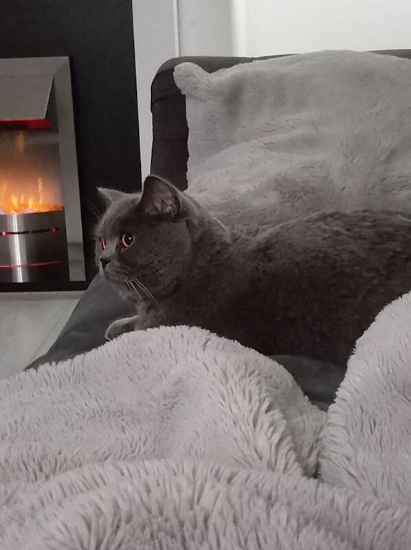 British Shorthair kittens for sale in Northwich, Cheshire – 1 year old - Image 4 of 5