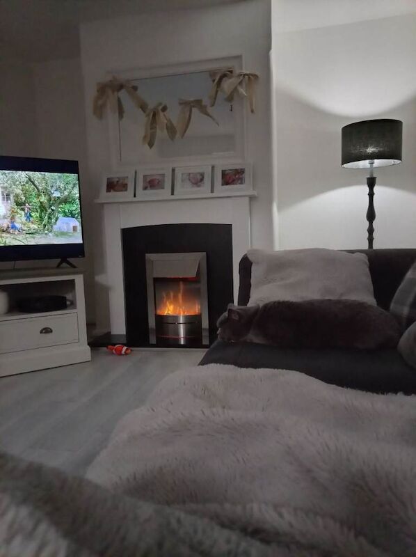 British Shorthair kittens for sale in Northwich, Cheshire – 1 year old - Image 5 of 5