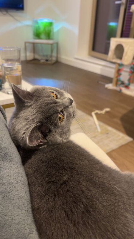 Pure Breed British Shorthair Kitten (Boy) - Image 2 of 5