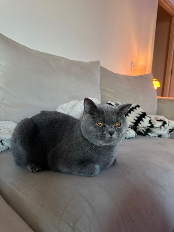 Pure Breed British Shorthair Kitten (Boy) - Image 3 of 5