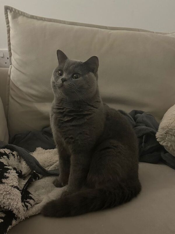 Pure Breed British Shorthair Kitten (Boy) - Image 4 of 5