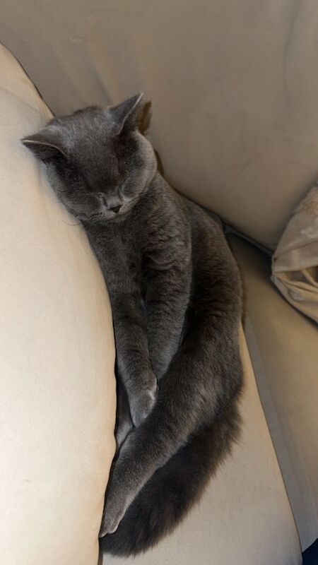 Pure Breed British Shorthair Kitten (Boy) - Image 5 of 5