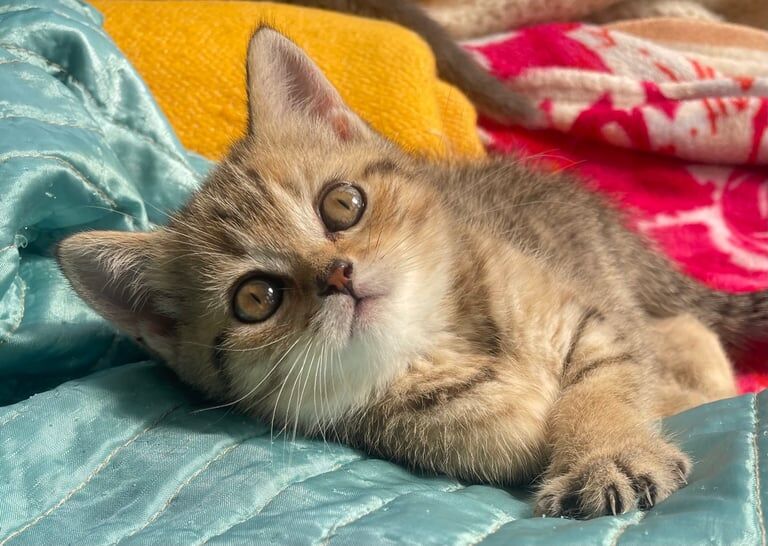 Pure breed Golden British shorthair and colour point kittens for sale in Enfield, Greater London