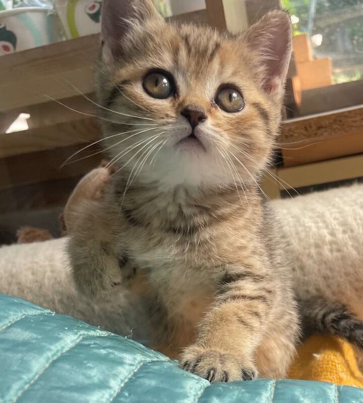 British Shorthair kittens for sale in Enfield, Greater London – 8 months old - Image 2 of 3