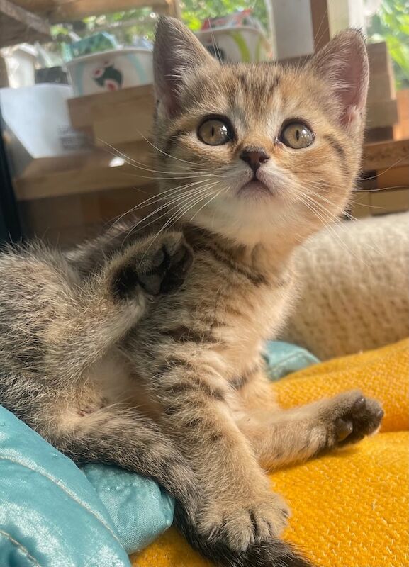Pure breed Golden British shorthair and colour point kittens for sale in Enfield, Greater London | Image 3