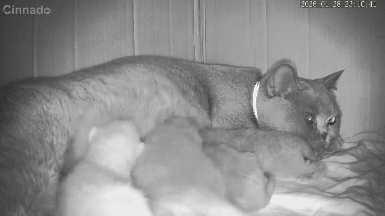 British Shorthair Kittens For Sale