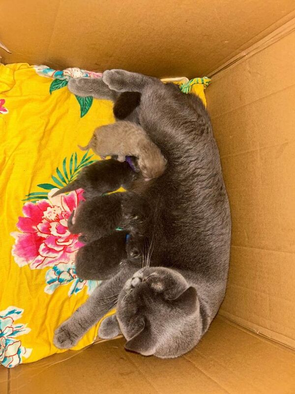 Pure British Blue Shorthair Kittens – Reservations Now Open - Image 2 of 2
