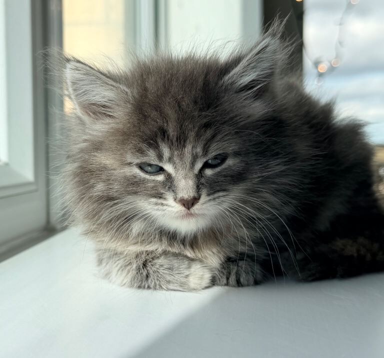 Pure British Long Hair X Pure British Short Hair Fluffy Kittens - Image 2 of 5