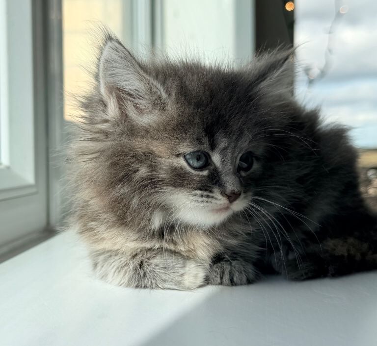 Pure British Long Hair X Pure British Short Hair Fluffy Kittens - Image 3 of 5