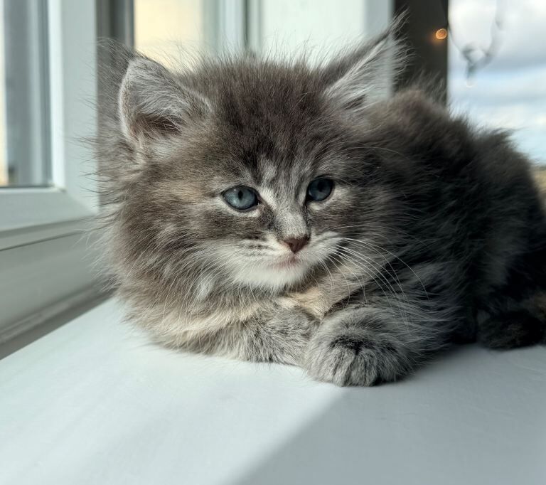 Pure British Long Hair X Pure British Short Hair Fluffy Kittens - Image 4 of 5