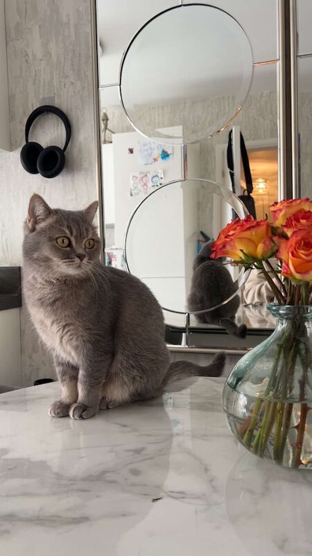 British Shorthair kittens for sale in London – 4 years old