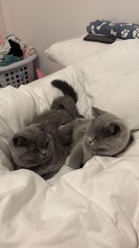 British Shorthair kittens for sale in Barking, Greater London – 3 months old