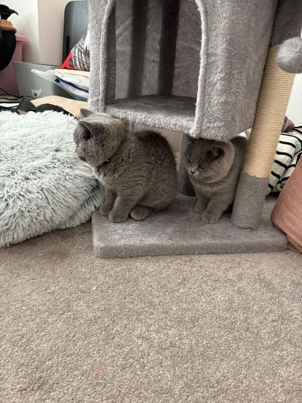 British Shorthair kittens for sale in Barking, Greater London – 3 months old - Image 2 of 4