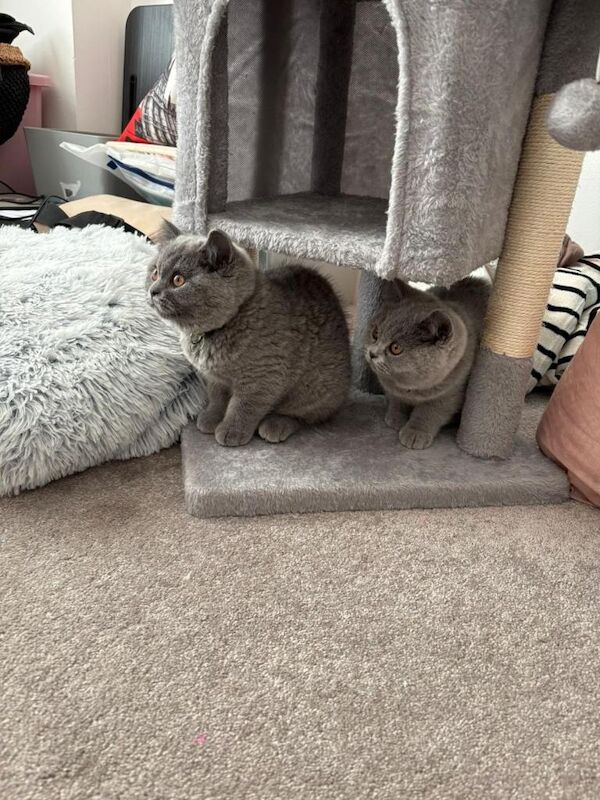 British Shorthair kittens for sale in Barking, Greater London – 3 months old - Image 3 of 4