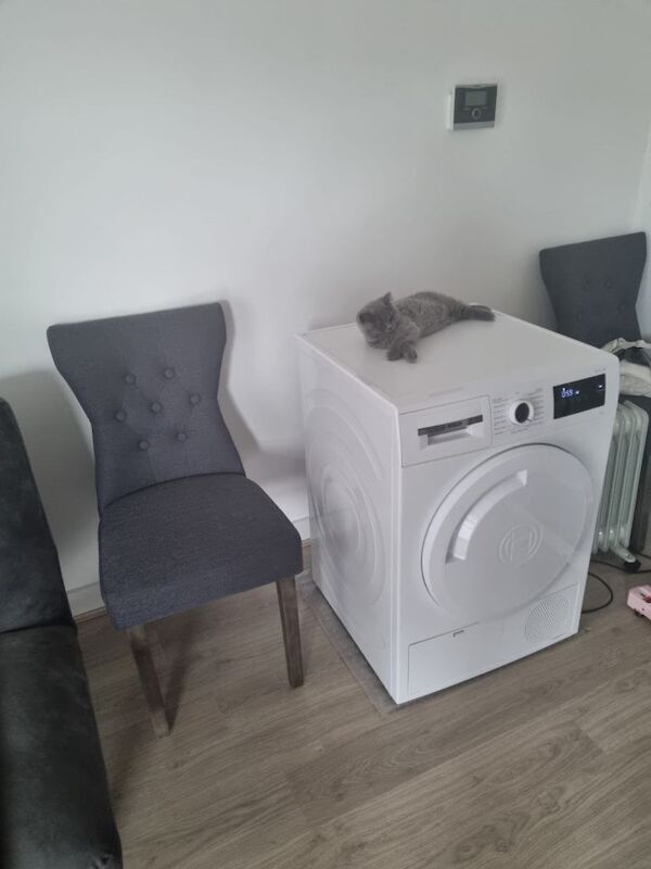 British Shorthair kittens for sale in Barking, Greater London – 3 months old - Image 4 of 4