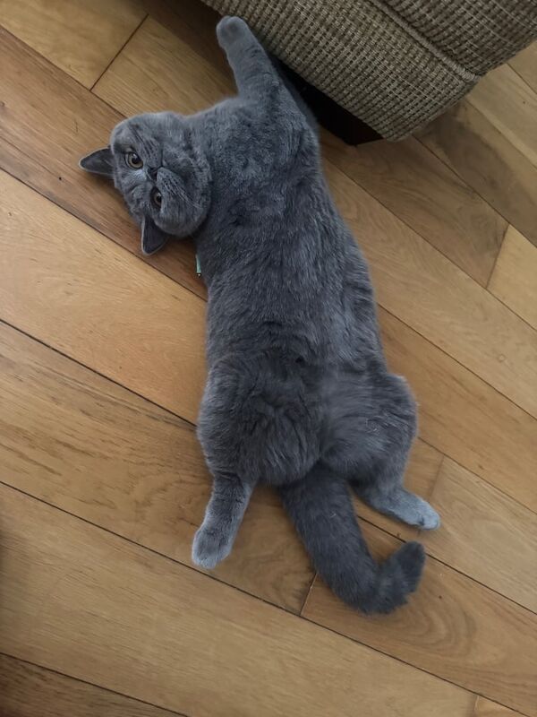 British Shorthair kittens for sale in Horley, Surrey – 9 months old